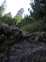 Typische Stelle für den Aufstieg Richtung Kampen: Steinstufen zwischen Latschen