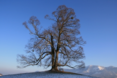 Steinkirchen